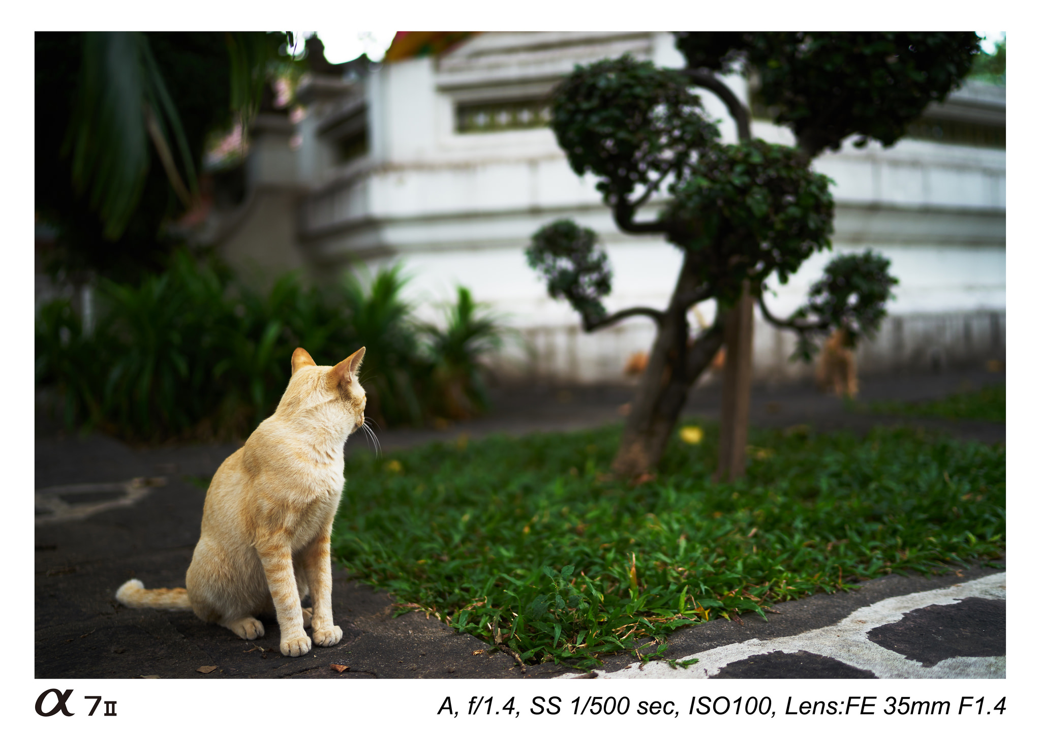zeiss-distagon-t-fe-35-mm-f1-4-za-lens-sample-images-01